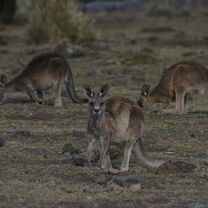 Tasmanian Grey Kangaroos (Macropus giganteus tasmaniensis)