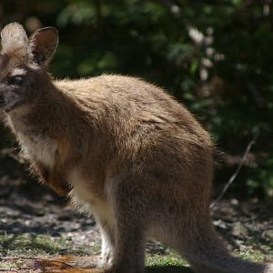 Bennett's Wallaby (Macropus rufogriseus rufogriseus)