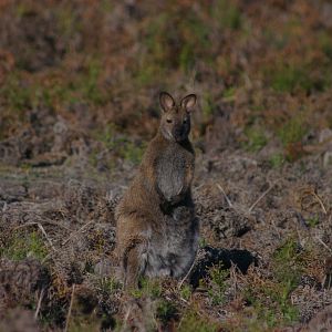 Bennett's Wallaby (Macropus rufogriseus rufogriseus)