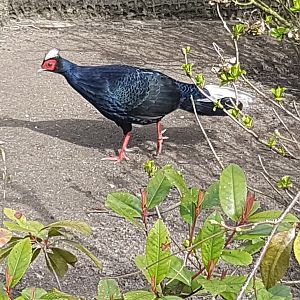Vietnamese pheasant