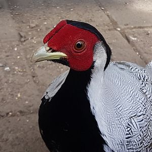 Silver pheasant