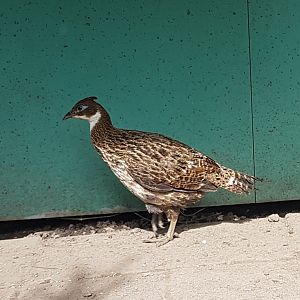 Himalayan pheasant