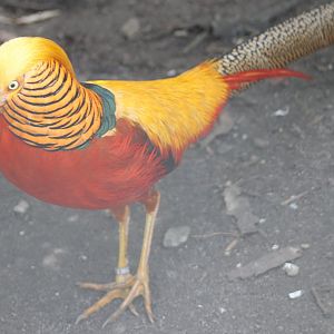 Gold pheasant
