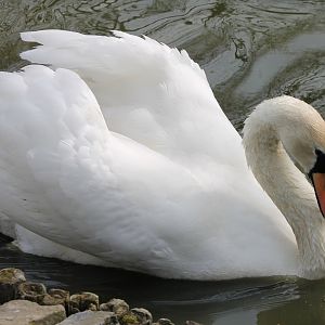 Mute swan