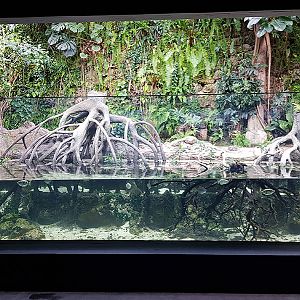 Exotarium: Mangrove paludarium