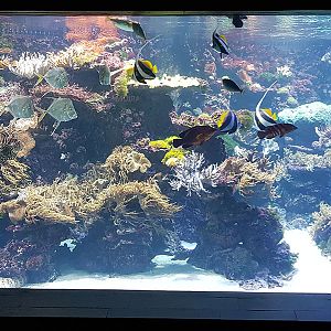 Exotarium: Coral reef