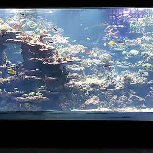 Exotarium: Coral reef