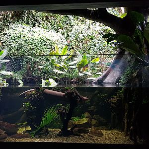 Exotarium: Electric eel