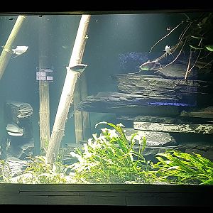 Exotarium: SE Asia sweetwater aquarium