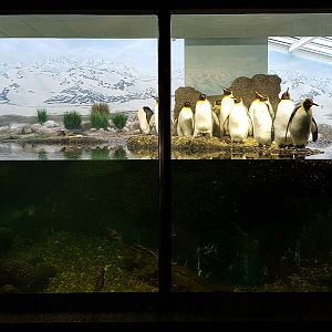 Exotarium: Penguin indoors