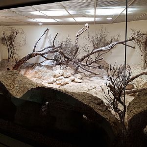 Exotarium: burrowing owl