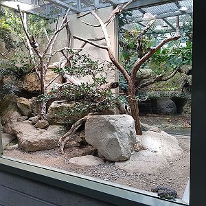 Exotarium:  Shingleback