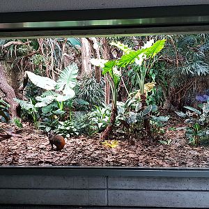 Exotarium: Ground level viewpoint of agouti/motmot/white faced saki enclosure