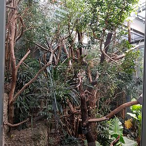 Exotarium: Midlevel viewpoint of agouti/motmot/white faced saki enclosure