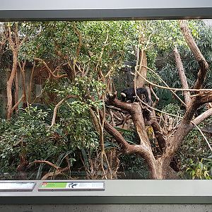 Exotarium: Top level viewpoint of agouti/motmot/white faced saki enclosure