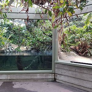 Exotarium:  Philippine crocodile