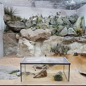 Exotarium: Sidewinder and baja blue rock lizard terrarium