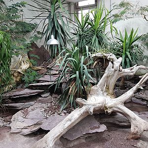 Exotarium: Mexico beaded lizard and colorado river toad