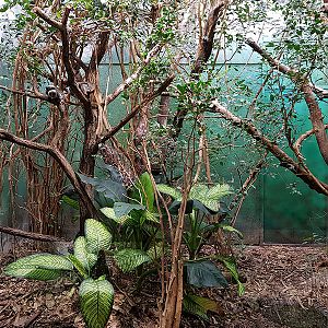 Exotarium: Emperor tamarin