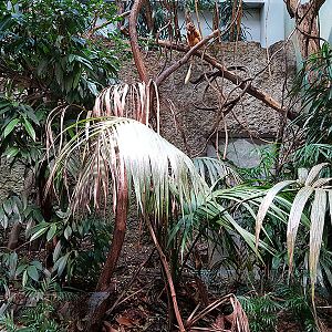 Exotarium: Golden lion tamarin