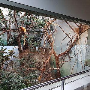 Exotarium: Golden lion tamarin upstairs viewpoint