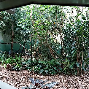 Exotarium: Channel-billed toucan