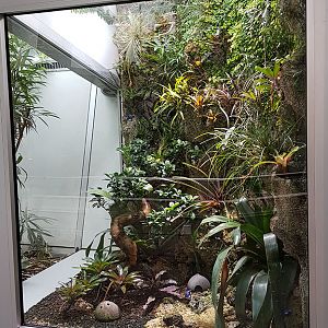 Exotarium: Poison dart frogs