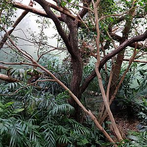 Exotarium: Two toed sloth