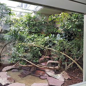 Exotarium: Red tailed racer terrarium