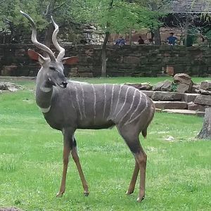 A lone male lesser kudu
