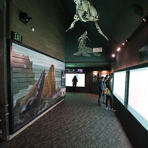 walrus and sea lion viewing