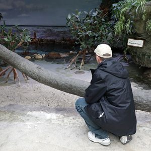 brilliant stingray exhibit