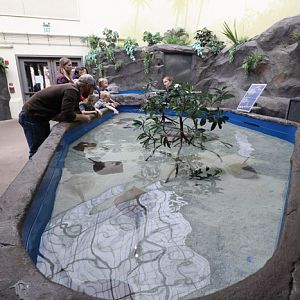 stingray touch tank