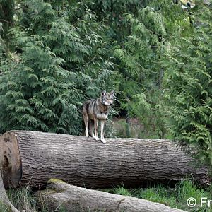 red wolf on log