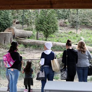 red wolf exhibit