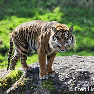 male sumatran tiger