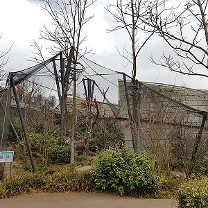 Scarlett ibis aviary