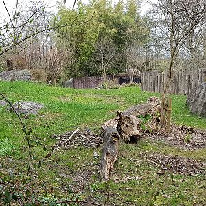 Galapagos tortoise outdoors
