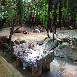 Galapagos house: Tortoises