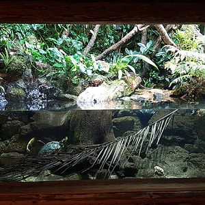 Galapagos house: Paludarium