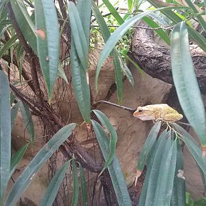 Spot-legged Tree Frog