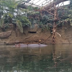 Hippo and Duck