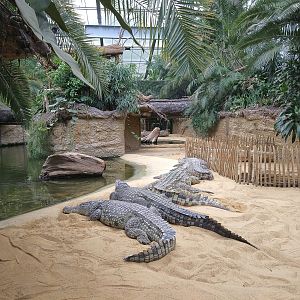 Nile Crocodiles