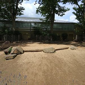 Common Hippo Outdoors