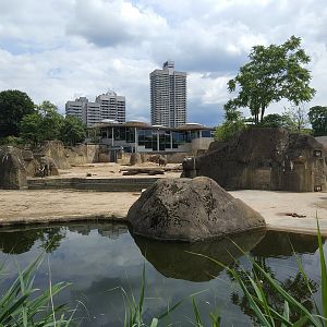 Asian Elephant Outdoors