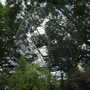 Douc Langur Outdoors