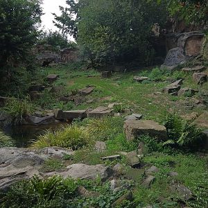 Snow Leopard Exhibit