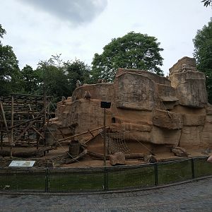 Hamadryas Baboon Rock