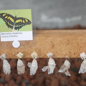 Pupas Siproeta stelenes