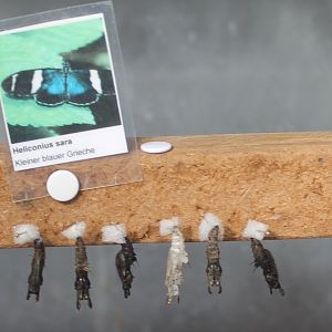 Pupas Heliconius sara